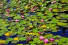Water Lilies 0077